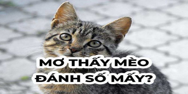 Mơ Thấy Mèo Đánh Số Mấy Để Đạt Tỷ Lệ Thắng Lô Khủng 