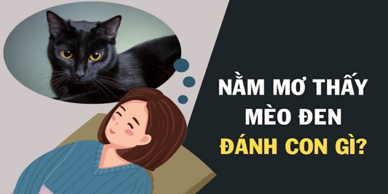 Khi mơ thấy mèo đánh số mấy hợp lý nhất