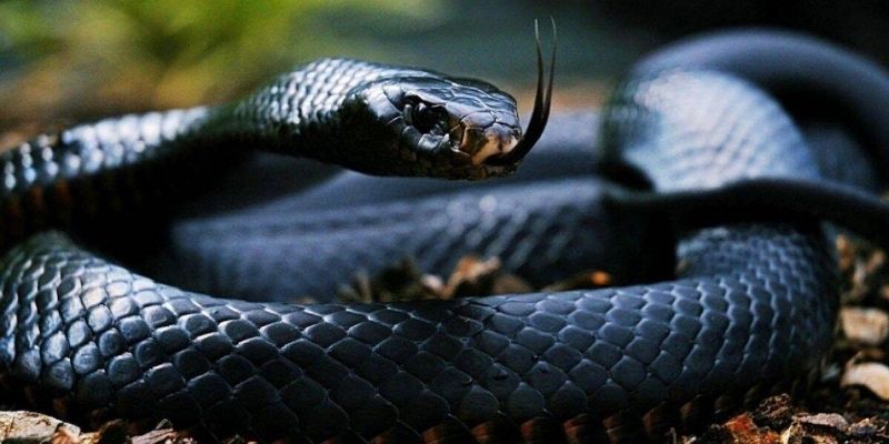 Ý nghĩa của giấc mơ về rắn đen