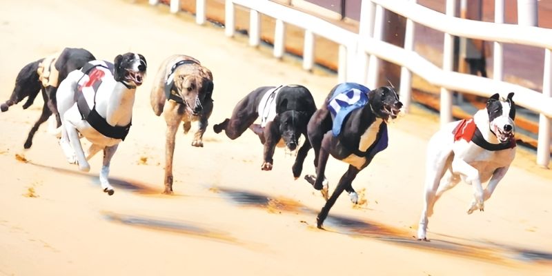 3 mẹo cược đua chó thắng đậm