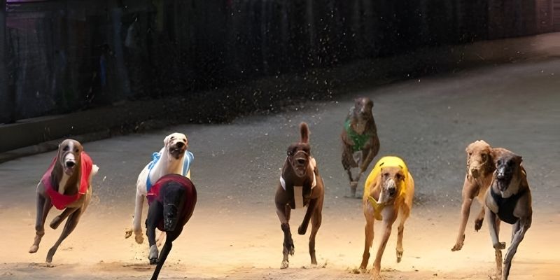 Cá cược đua chó là gì?