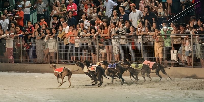 Cá Cược Đua Chó Ibet| Bộ Môn Giải Trí Sinh Lời Cực HOT